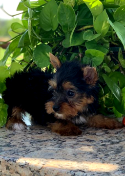<img src="texas yorkie breeder, yorkshire terrier, yorkie puppies in austin, the woodlands Yorkshire terriers, Dallas teacup breeders, Ft. Worth puppy breeders, healthy yorkies, yorkies for sale in The Woodlands, College Station, Blue and gold yorkies, parti yorkies, chocolate yorkshire terriers, blonde teacups" />