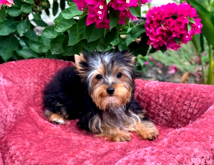<img src="texas yorkie breeder, yorkshire terrier, yorkie puppies in austin, the woodlands Yorkshire terriers, Dallas teacup breeders, Ft. Worth puppy breeders, healthy yorkies, yorkies for sale in The Woodlands, College Station, Blue and gold yorkies, parti yorkies, chocolate yorkshire terriers, blonde teacups" />