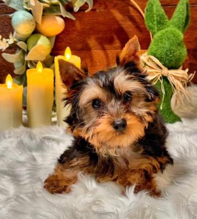 yorkie puppies for sale in Dallas