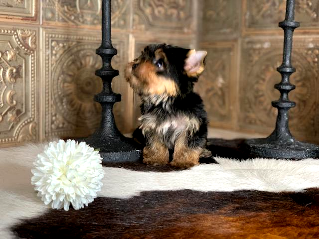 <img src="yorkie akc teacup-gorgeous.jpg" alt="Adorable yorkshire terrier " />