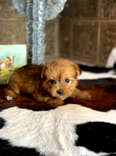 teacup_yorkies_college station _ texas_affordable