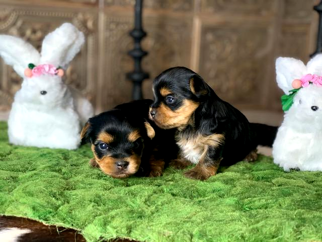 #yorkiepuppies #yorkie #yorkiesofinstagram #yorkiegram #yorkielove #yorkshireterrier #yorkies #yorkielovers #yorkielife #yorkiepuppy #yorkshire #yorkiemom #puppy #yorkieloversworldwide #yorkieoftheday #yorkieofficial #yorkienation #yorkielover #yorkieboy #yorkiepoo #yorkiefamous #puppiesofinstagram #puppies #puppylove #dogsofinstagram #yorkieswag #yorkiemodel #feature #yorkiebaby #petsofinstagram