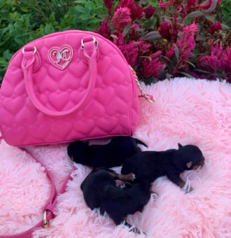 “Adorable six-week-old black and tan male Yorkie with big brown eyes, known for his sweet personality. He has one half parti genes and was raised by Pocketbook Pups, a reputable Texas Yorkie breeder.”