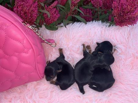 female yorkies for sale in texas