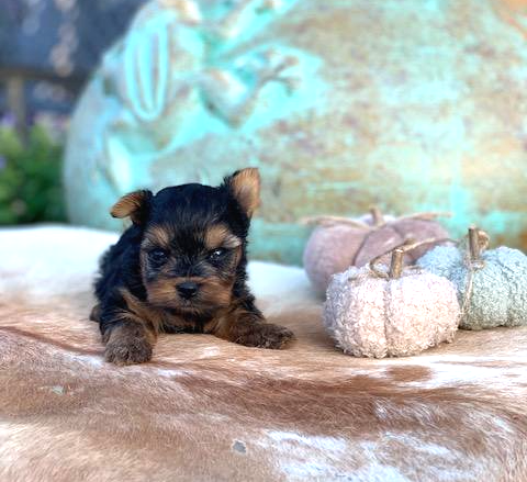 "Adorable black and gold Yorkshire Terrier male puppy, in an antique wagon, for sale in Texas, small, playful, and ready for a loving home."