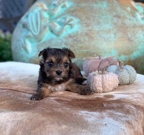 gold yorkie teacup in texas