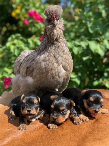 “Adorable six-week-old black and tan male Yorkie with big brown eyes, known for his sweet personality. He has one half parti genes and was raised by Pocketbook Pups, a reputable Texas Yorkie breeder.”