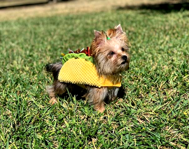 teacup tiny and standard yorkies for sale texas