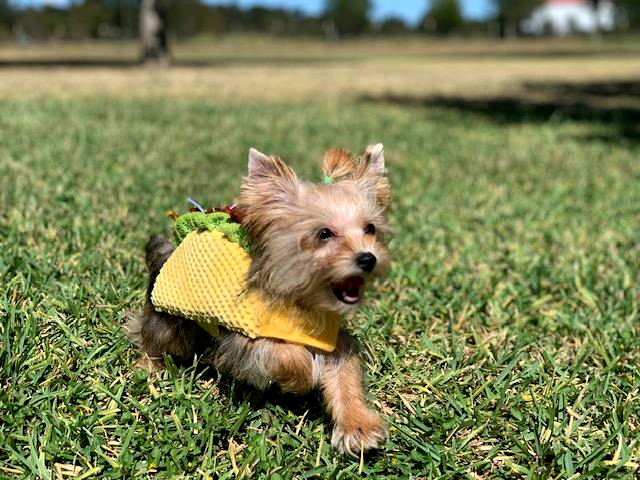 teacup tiny and standard yorkies for sale texas