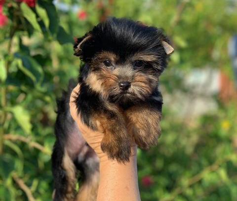 Jet black coat on yorkie puppy near me