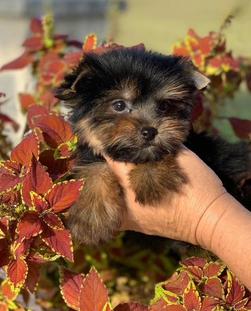 yorkies for sale with reasonable prices