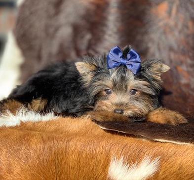 beautiful yorkie puppies kid friendly for sale in Texas