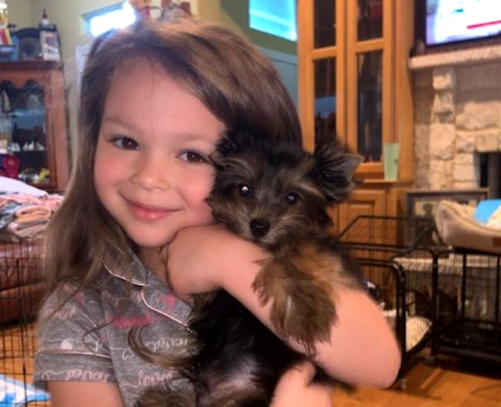beautiful yorkie puppies kid friendly for sale in Texas