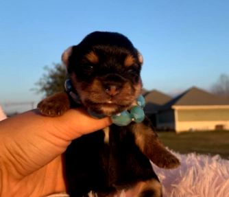 “Yorkie female puppy for sale in Texas”