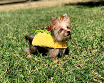 teacup tiny and standard yorkies for sale texas