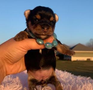 "Reasonable priced yorkies for sale"