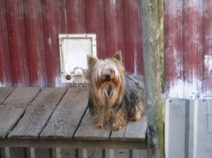 yorkie stud - female yorkie - yorkie litter - teacup babies -