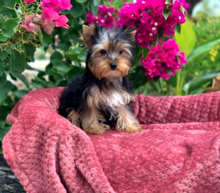 <img src="texas yorkie breeder, yorkshire terrier, yorkie puppies in austin, the woodlands Yorkshire terriers, Dallas teacup breeders, Ft. Worth puppy breeders, healthy yorkies, yorkies for sale in The Woodlands, College Station, Blue and gold yorkies, parti yorkies, chocolate yorkshire terriers, blonde teacups" />