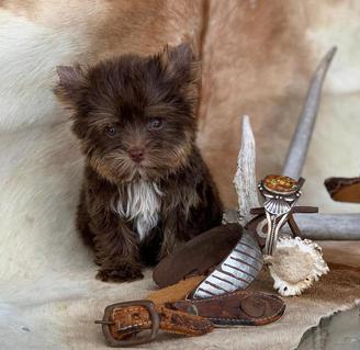 dallas texas yorkies, akc yorkie breeder, austin texas yorkies, tiny teacups