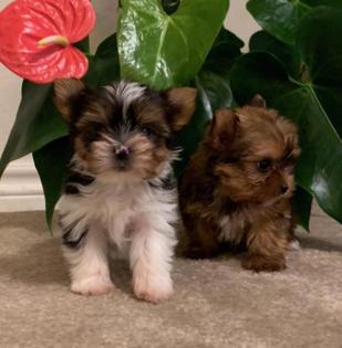 parti yorkie in texas, parti teacup, yorshire terrier
