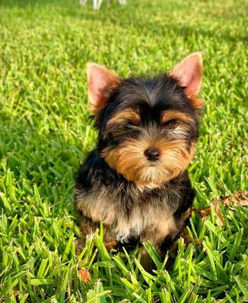 gorgeous texas teacups, yorkshire terrier breeders in texas, healty puppies for sale, "Harker Heights yorkies for sale,