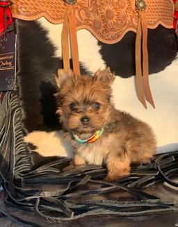 gold sable puppies.texas yorkie breeder, yorkshire terrier, yorkie puppies in austin, the woodlands Yorkshire terriers, Dallas teacup breeders, Ft. Worth puppy breeders, healthy yorkies, yorkies for sale in The Woodlands, College Station, Blue and gold yorkies, parti yorkies, chocolate yorkshire terriers, blonde teacups