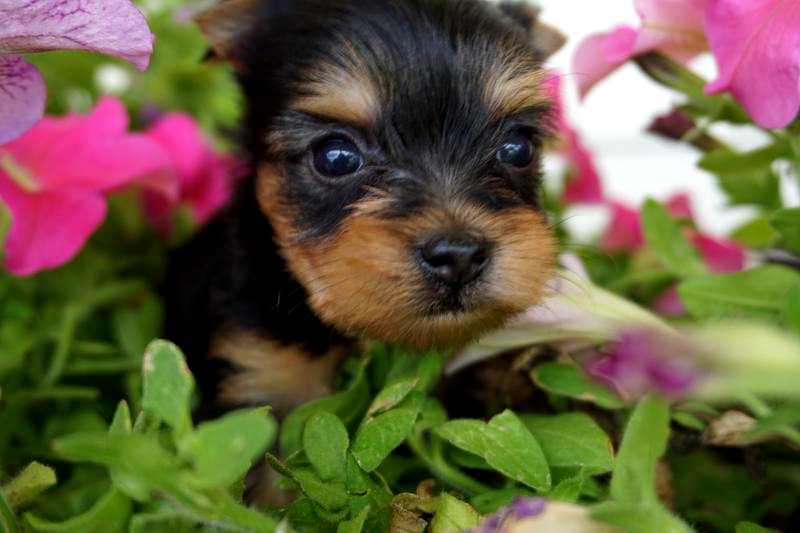 Tiny Yorkies | Micro Yorkies | Micro Teacup Yorkies | Teacup Yorkies | Tea Cup Yorkies For Sale | T-cup Yorkie Puppy For Sale | Tiny Teacup Yorkies For Sale | Yorkshire Terrier (Yorkie) Puppy For Sale | Tea Cup Yorkie For Sale | Tiny Tea Cup Yorkshire Terrier For Sale | Yorkies For Sale, Where To Buy Yorkies in Texas | Where To Buy Yorkies | Where To Buy A Yorkie | Where To Buy Teacup Yorkies | Where To Buy A Teacup Yorkie | Tiny Yorkies For Sale | Texas Tiny Yorkies