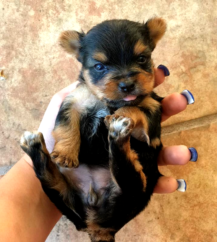 female teacup yorkies