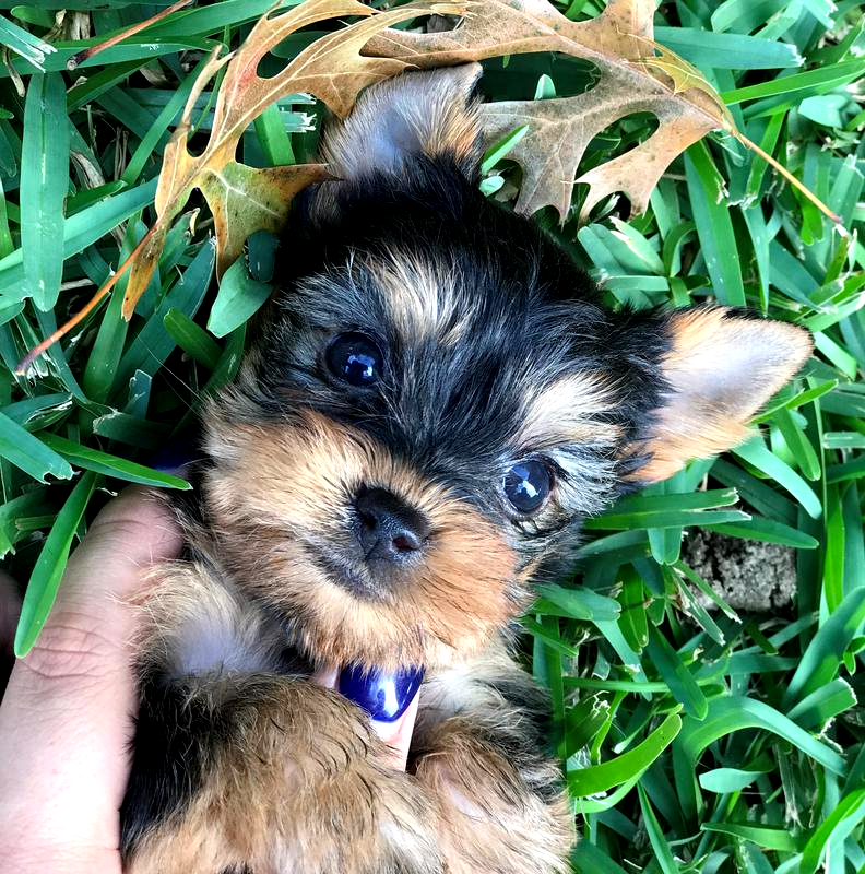 yorkie teacups , texas tecups, pocket yorkies, pocketbook pups