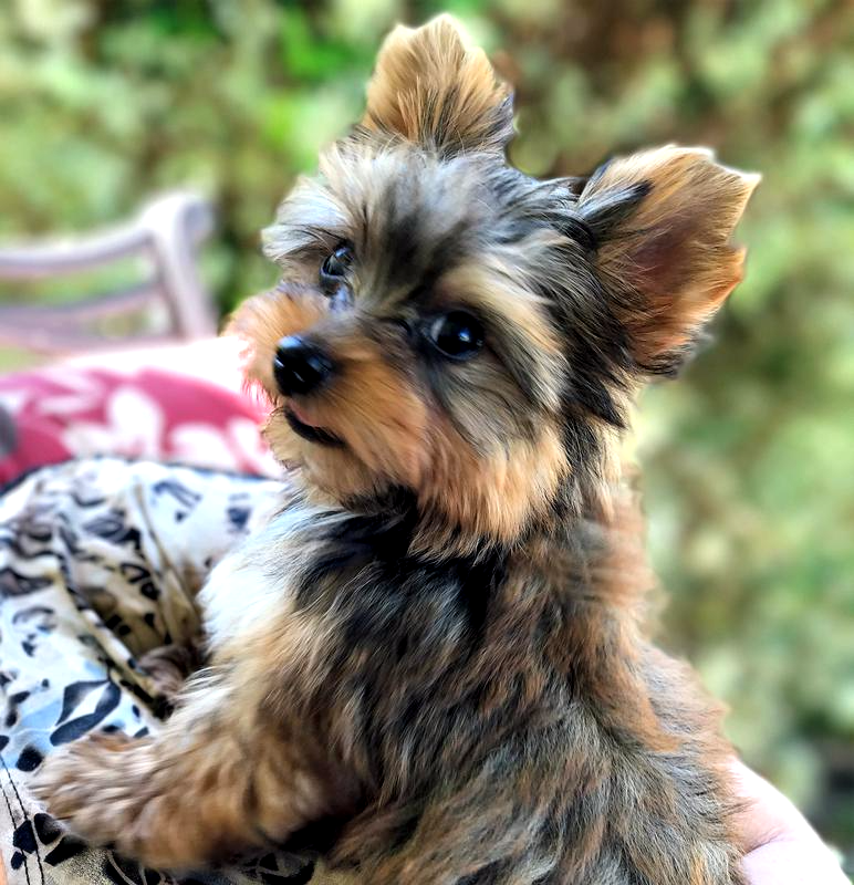 Availablepups Texas Breeder