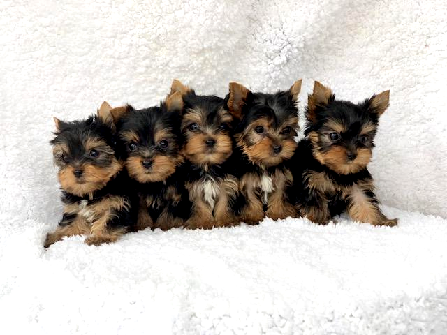 Teacup Yorkie Puppies Breeder