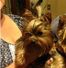 teacup tiny and standard yorkies for sale texas