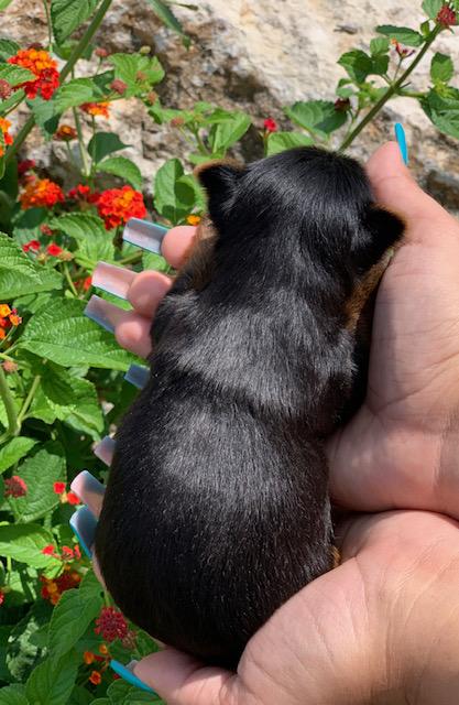 <img src="texas yorkie breeder, yorkshire terrier, yorkie puppies in austin, the woodlands Yorkshire terriers, Dallas teacup breeders, Ft. Worth puppy breeders, healthy yorkies, yorkies for sale in The Woodlands, College Station, Blue and gold yorkies, parti yorkies, chocolate yorkshire terriers, blonde teacups" />
