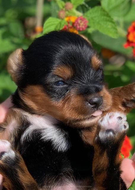 <img src="texas yorkie breeder, yorkshire terrier, yorkie puppies in austin, the woodlands Yorkshire terriers, Dallas teacup breeders, Ft. Worth puppy breeders, healthy yorkies, yorkies for sale in The Woodlands, College Station, Blue and gold yorkies, parti yorkies, chocolate yorkshire terriers, blonde teacups" />