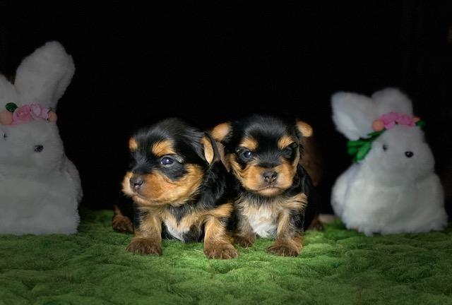 #yorkiepuppies #yorkie #yorkiesofinstagram #yorkiegram #yorkielove #yorkshireterrier #yorkies #yorkielovers #yorkielife #yorkiepuppy #yorkshire #yorkiemom #puppy #yorkieloversworldwide #yorkieoftheday #yorkieofficial #yorkienation #yorkielover #yorkieboy #yorkiepoo #yorkiefamous #puppiesofinstagram #puppies #puppylove #dogsofinstagram #yorkieswag #yorkiemodel #feature #yorkiebaby #petsofinstagram