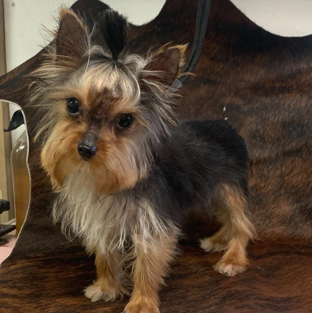 yorkies with compact body in texas