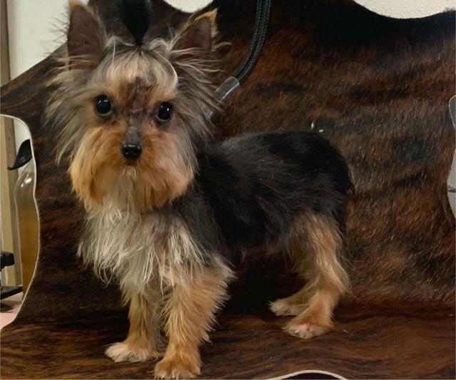 teacup pocketbook pups for sale